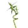 Lucky Bamboo – Spiral – Single – 24″